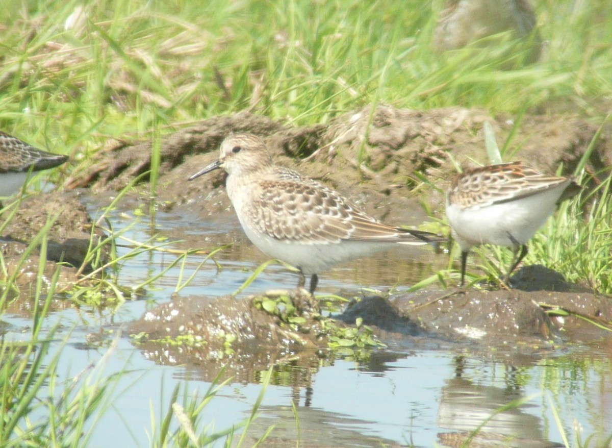 Baird's Sandpiper - ML250571181