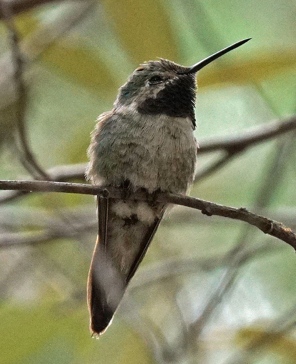 Broad-tailed Hummingbird - ML250571721