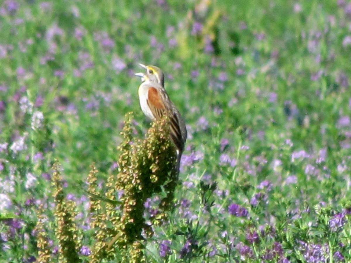 Dickcissel - ML250571741