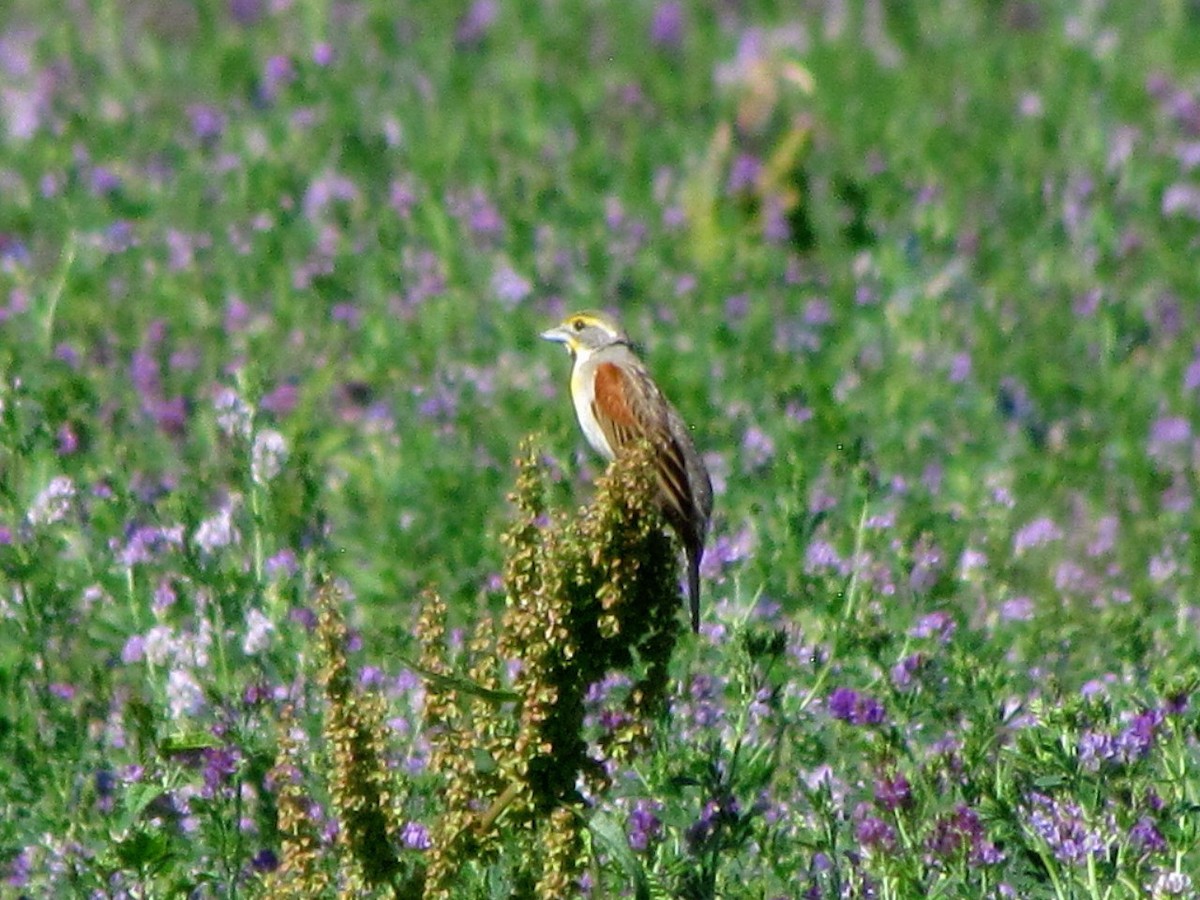 Dickcissel - ML250571751