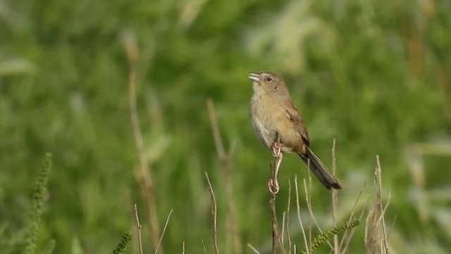 Botteri's Sparrow - ML250575851