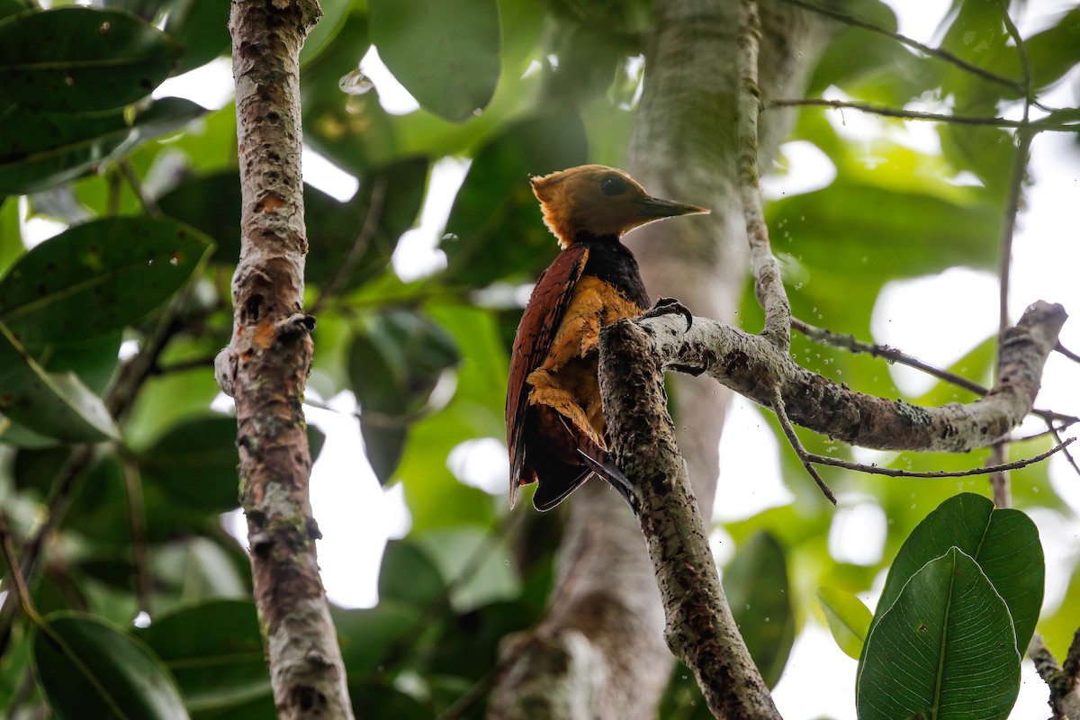 Ringed Woodpecker (Amazonian Black-breasted) - ML250576491