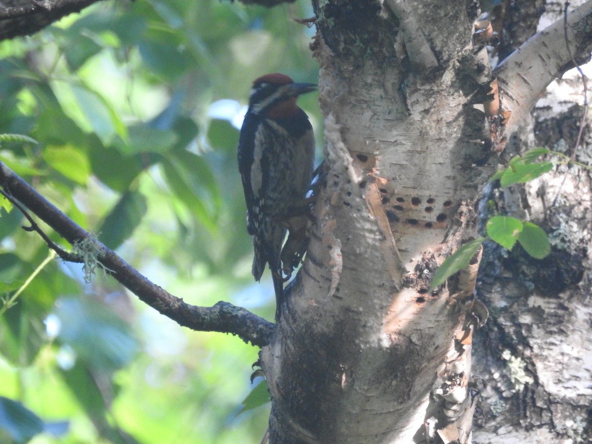 Yellow-bellied Sapsucker - ML250576651