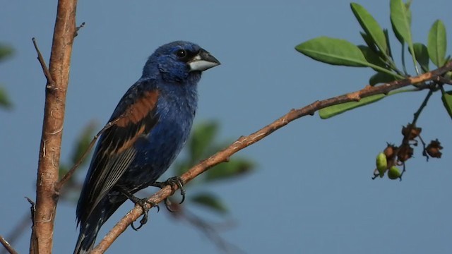 Blue Grosbeak - ML250576891