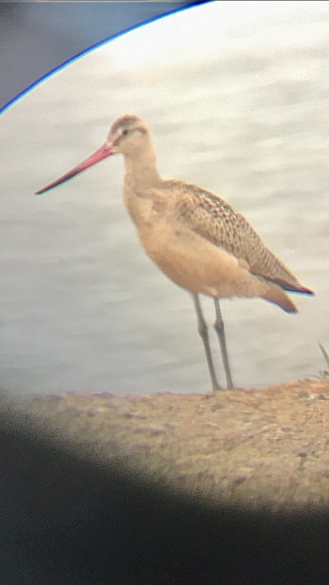 Marbled Godwit - RJ Thompson