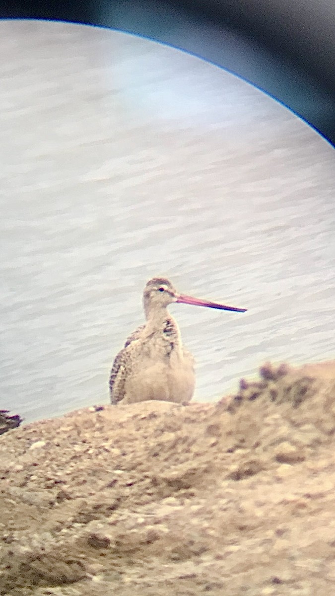 Marbled Godwit - ML250577081