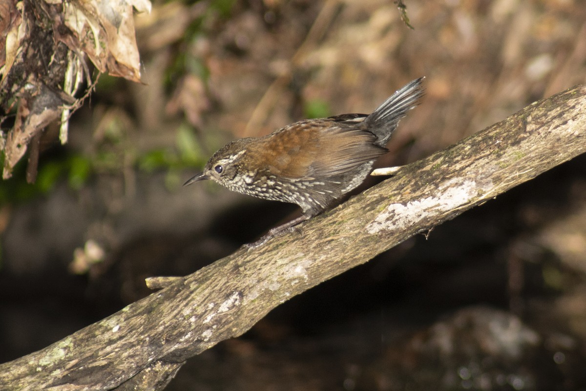 Sharp-tailed Streamcreeper - ML250578171