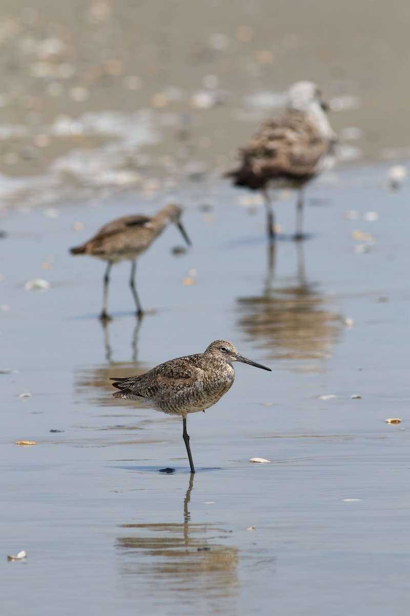 Playero Aliblanco (inornata) - ML250578291