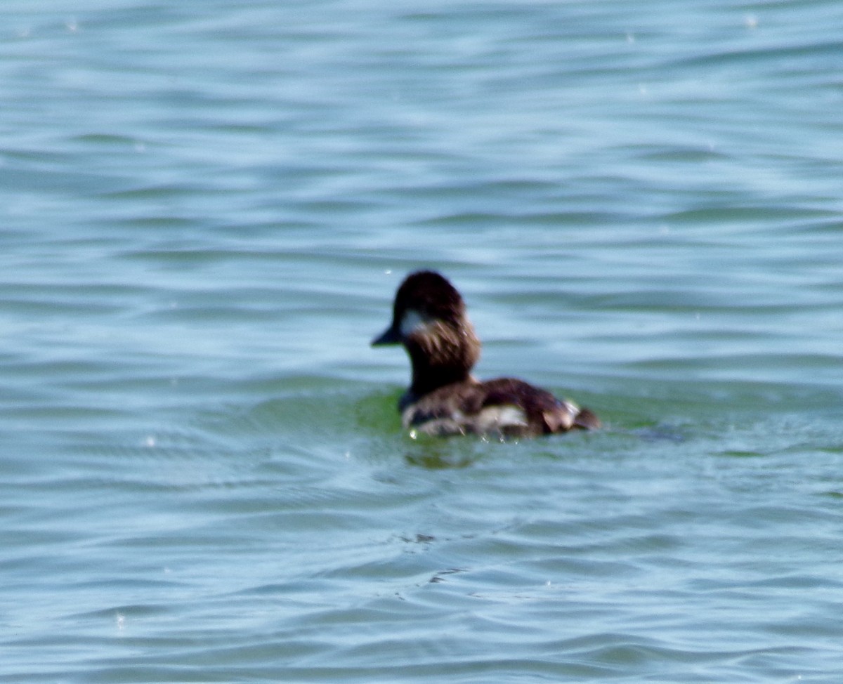 Bufflehead - ML250579141