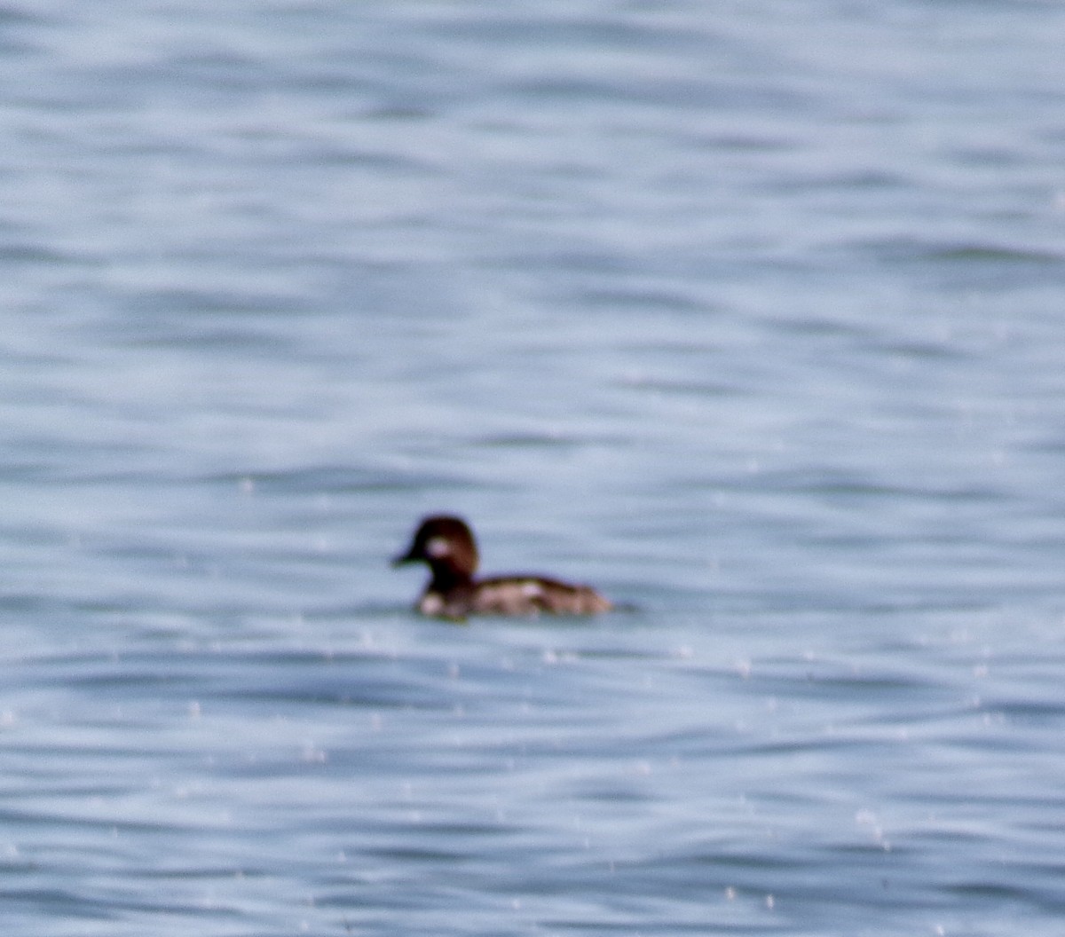 Bufflehead - Olive Gilroy