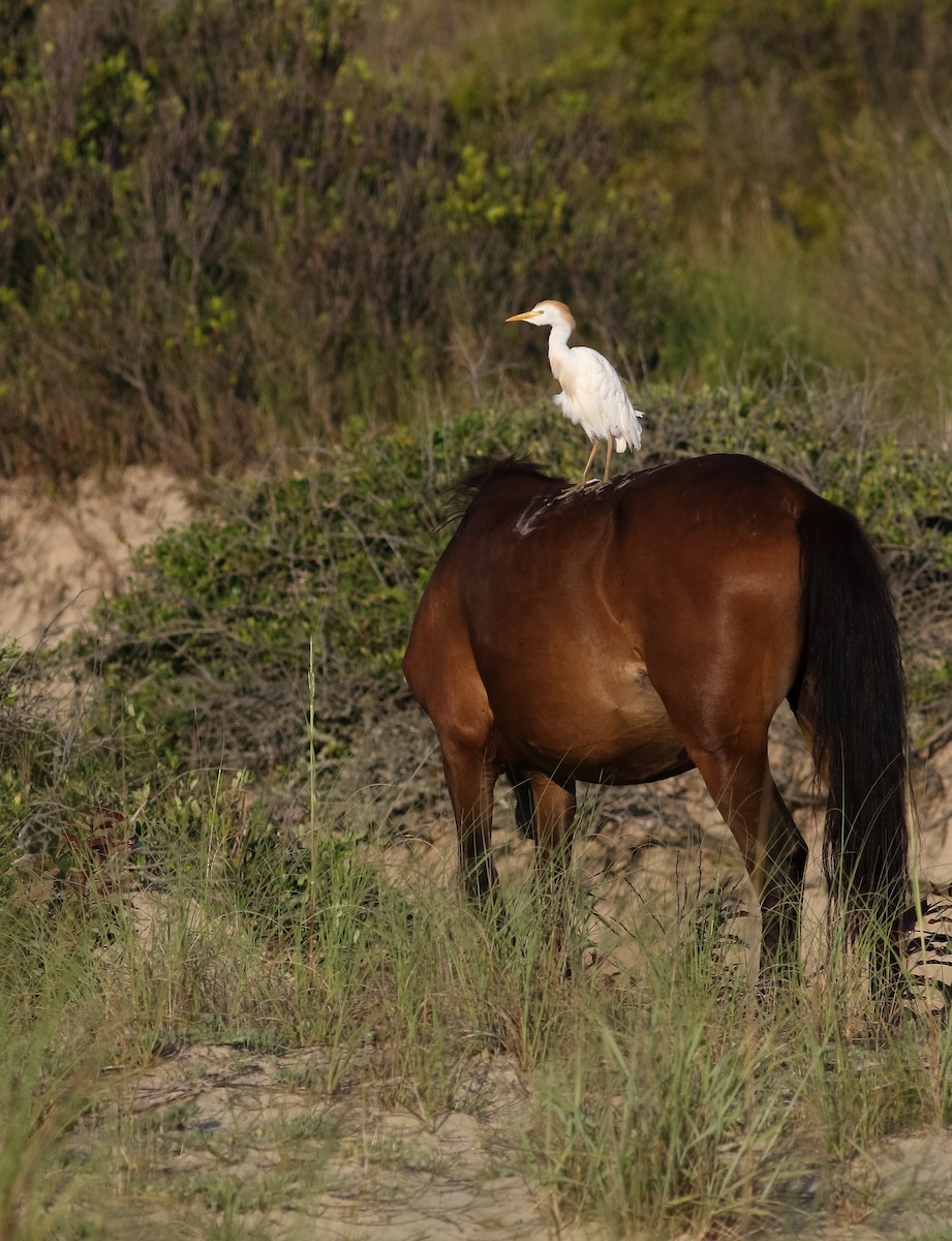Western Cattle Egret - Max Nootbaar