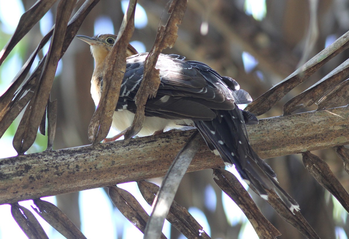 Pavonine Cuckoo - ML250581181