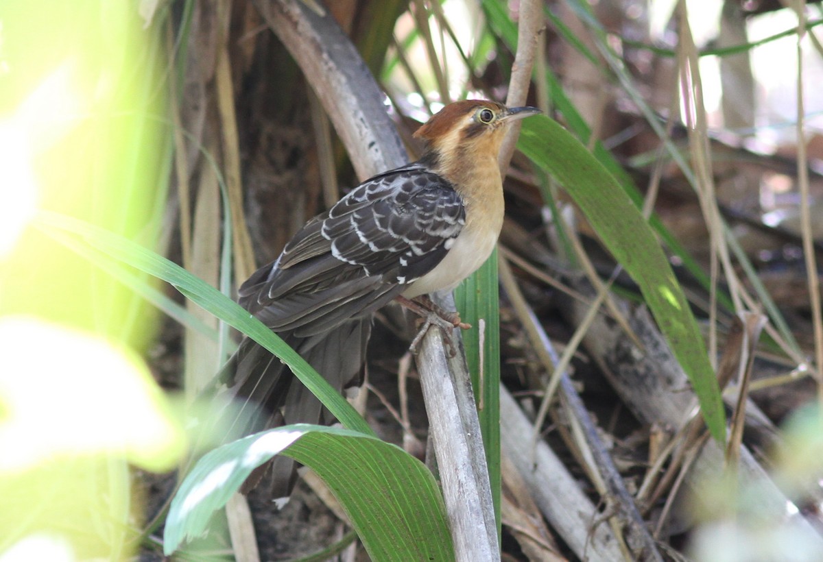 Pavonine Cuckoo - ML250581201