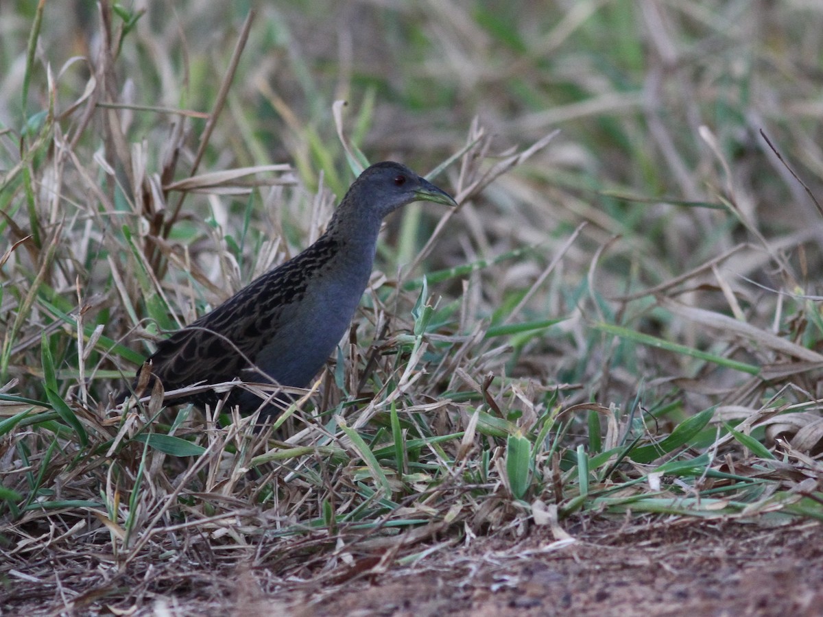 Ash-throated Crake - ML250581521