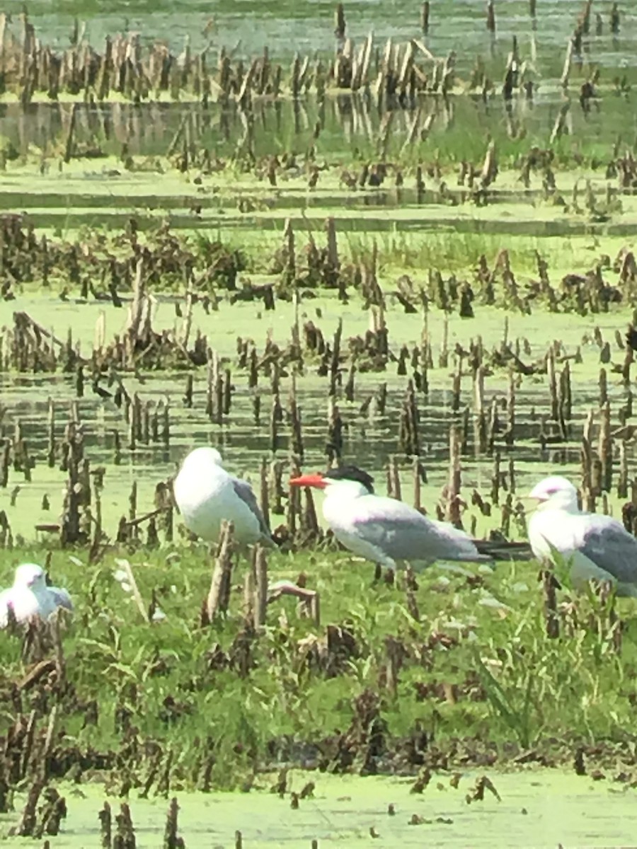 Caspian Tern - ML250581611