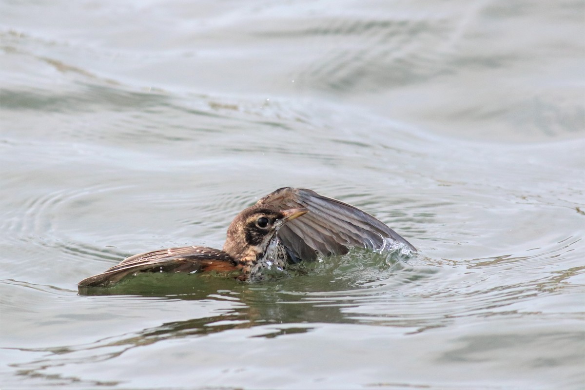 American Robin - Brendan Fogarty