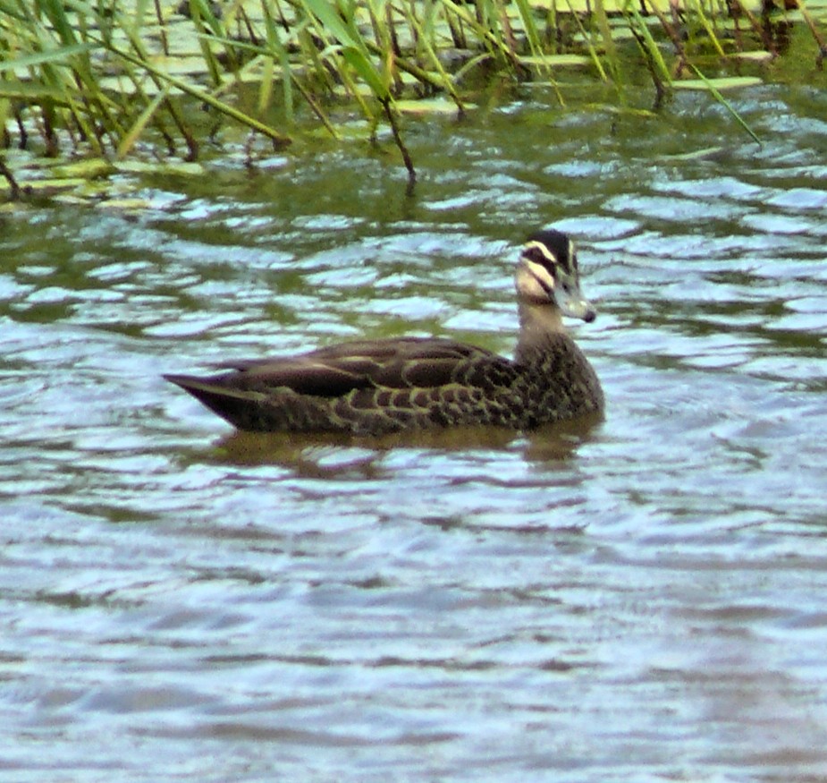 Pacific Black Duck - ML250581761