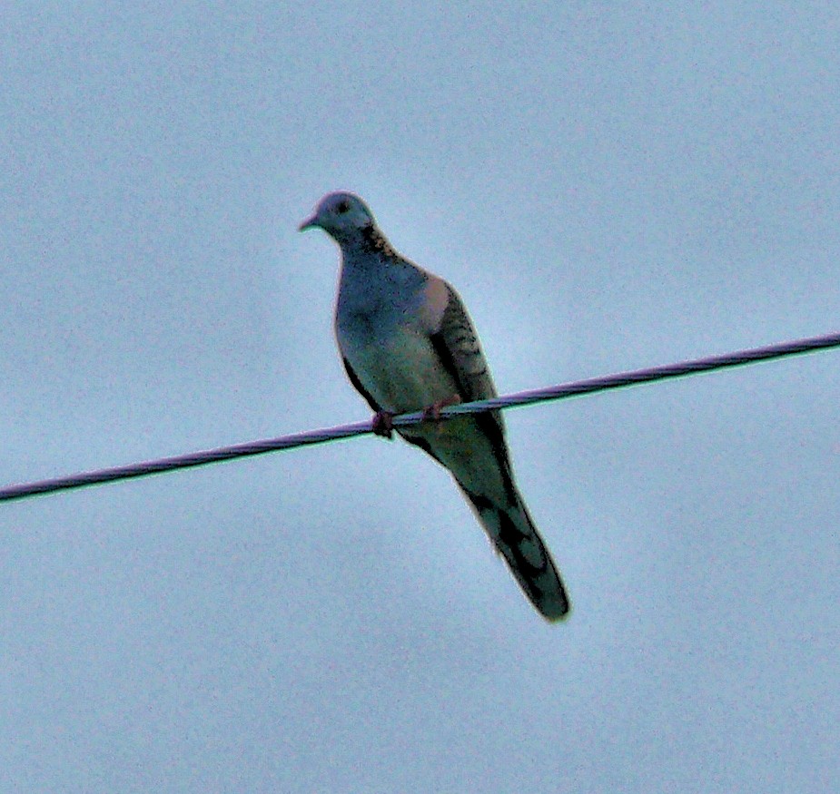 Bar-shouldered Dove - ML250581891