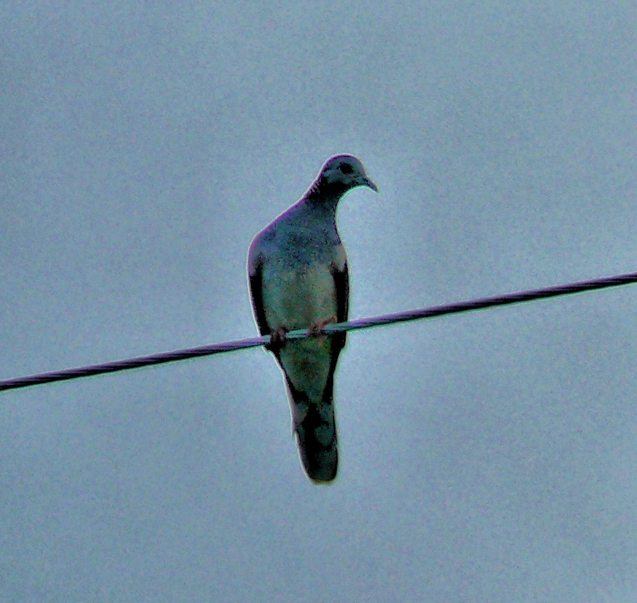 Bar-shouldered Dove - ML250581901