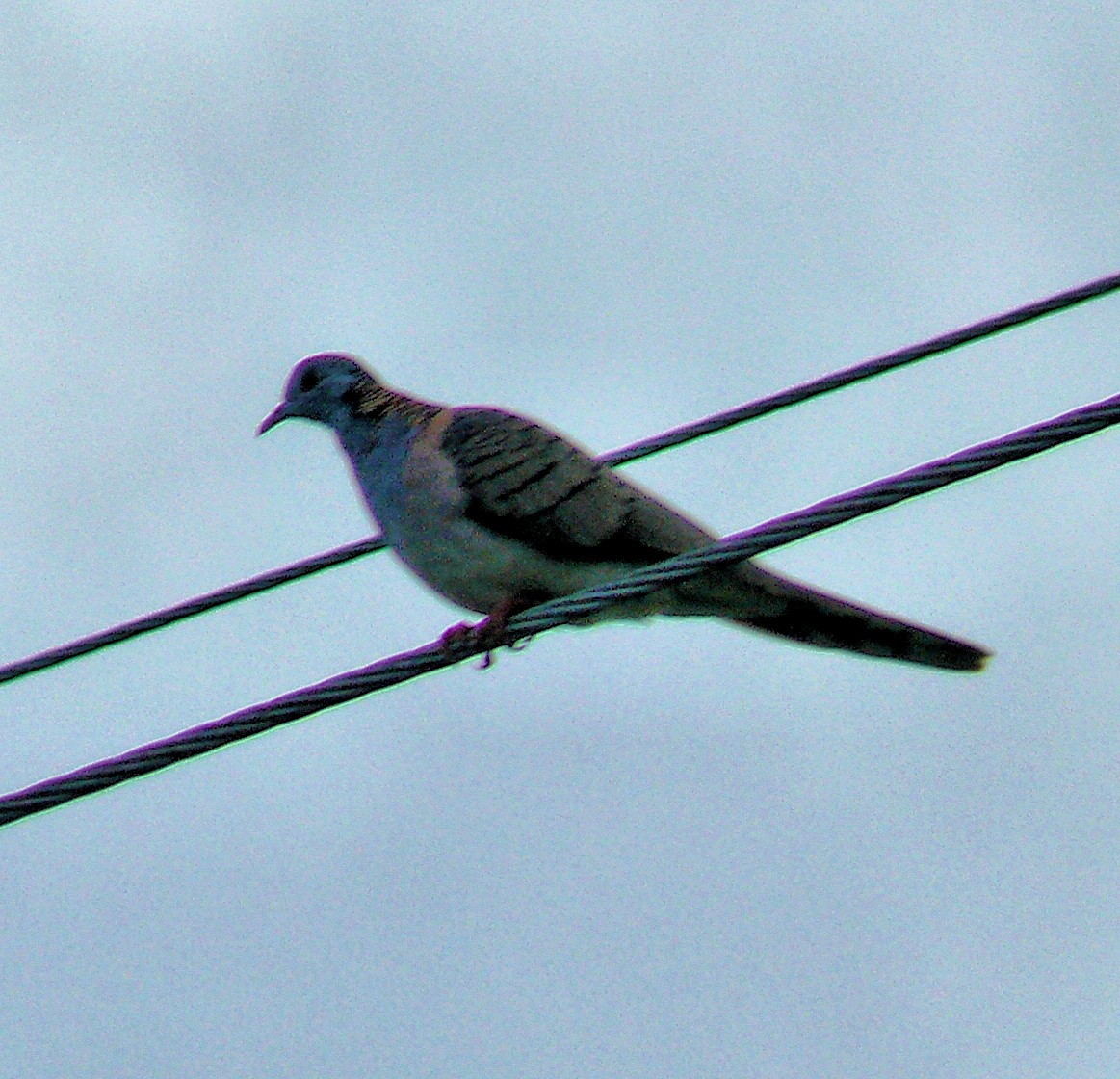 Bar-shouldered Dove - ML250581911