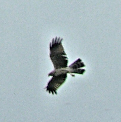 Spotted Harrier - ML250581971