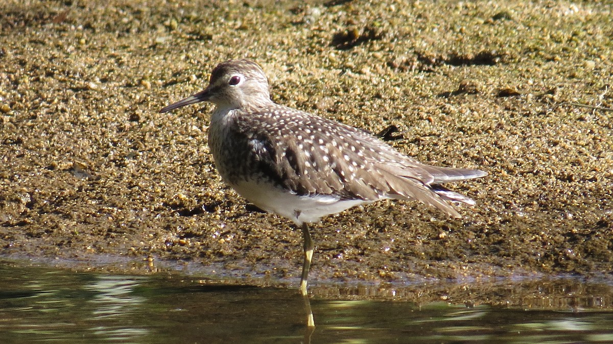 Solitary Sandpiper - ML25058201