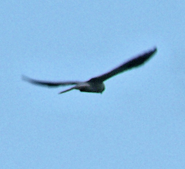 Black Kite - ML250582121