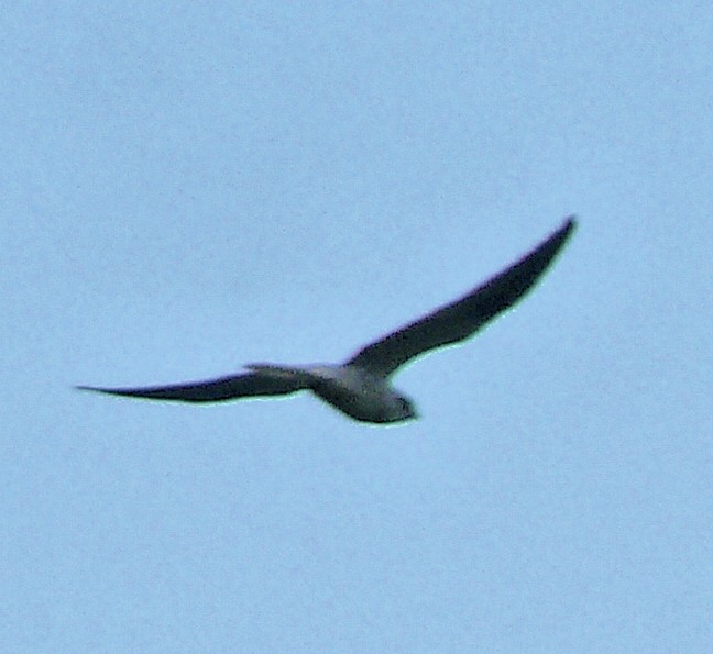 Black Kite - ML250582131