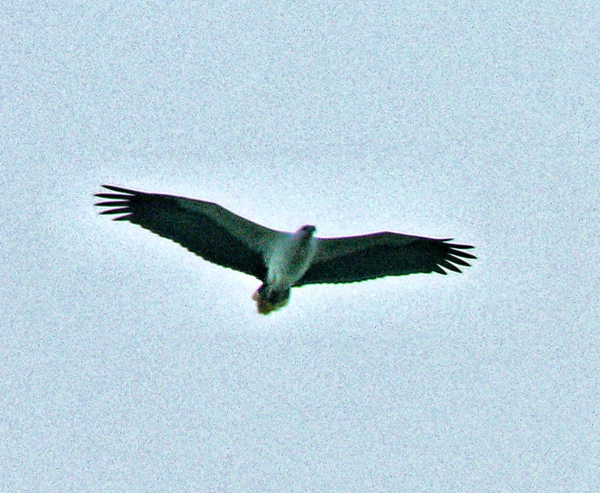 White-bellied Sea-Eagle - ML250582241
