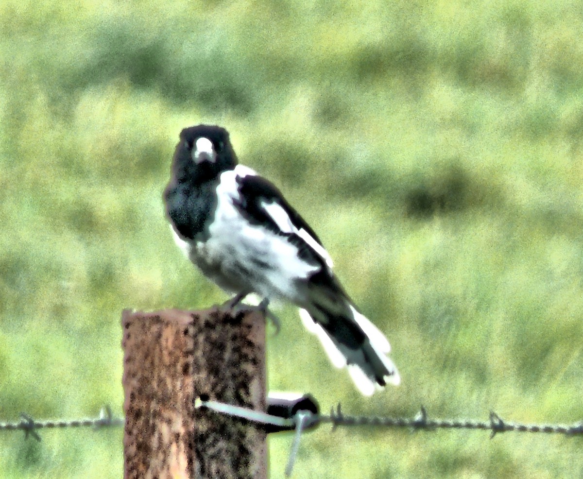 Pied Butcherbird - ML250582271