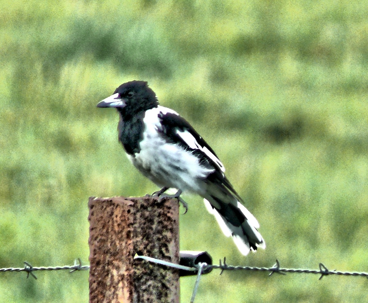 Pied Butcherbird - ML250582281