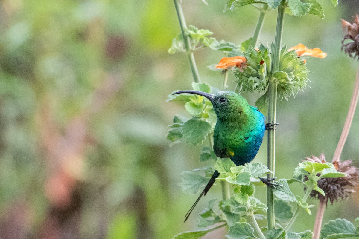 Malachite Sunbird - ML250583391