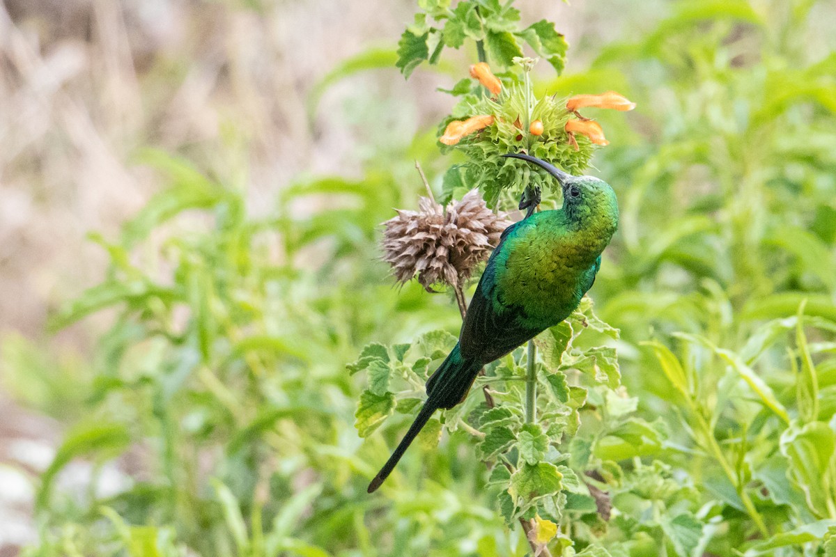 Malachite Sunbird - ML250583411