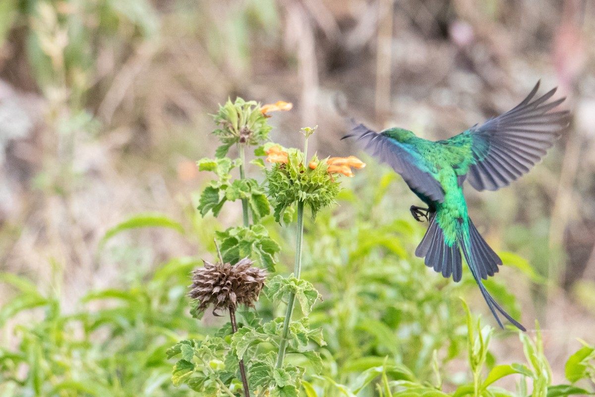 Malachite Sunbird - ML250583531