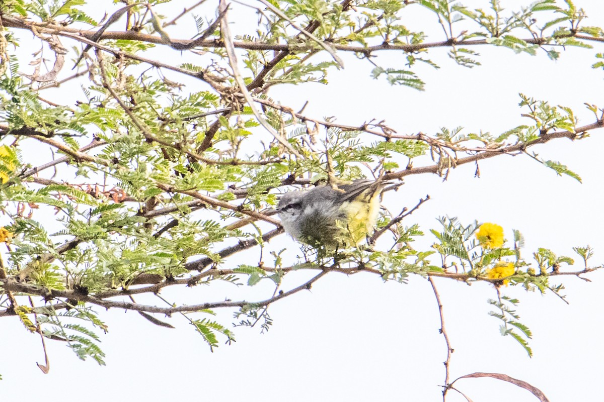 Yellow-bellied Eremomela - ML250583561