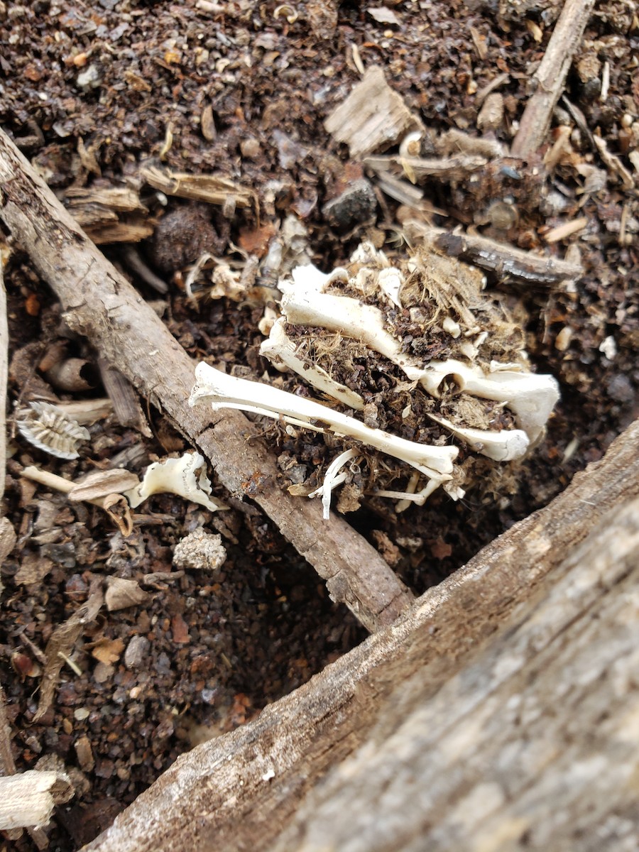 American Barn Owl - ML250584021