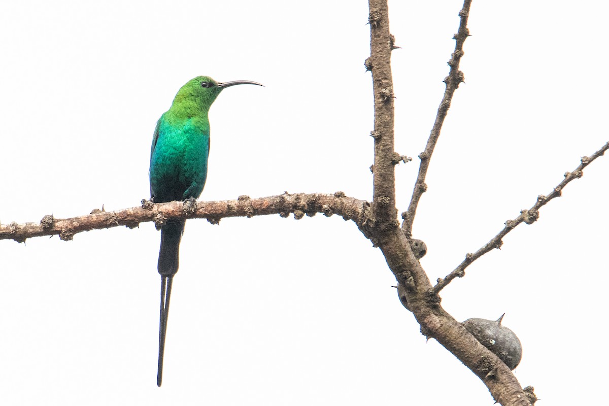 Malachite Sunbird - ML250584841