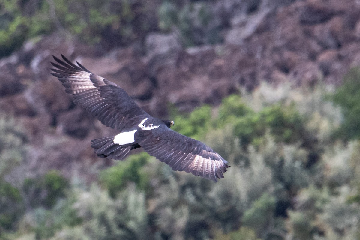 Águila Cafre - ML250584921