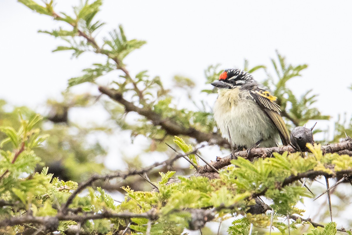 Feuerstirn-Bartvogel - ML250584991