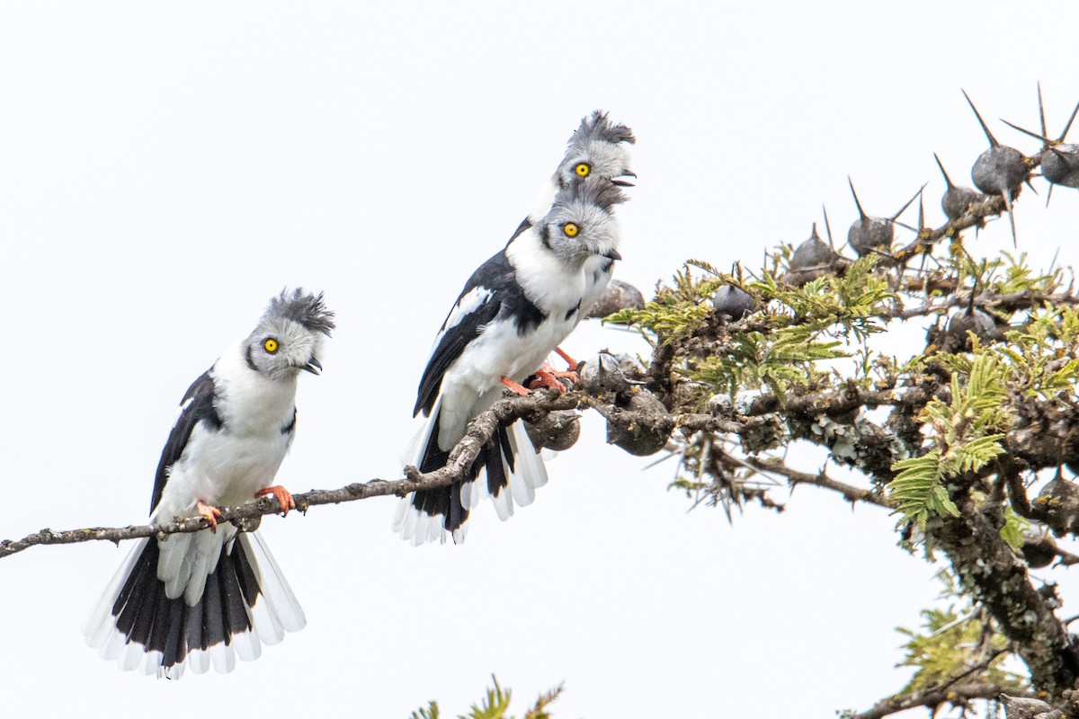 Gray-crested Helmetshrike - ML250585161