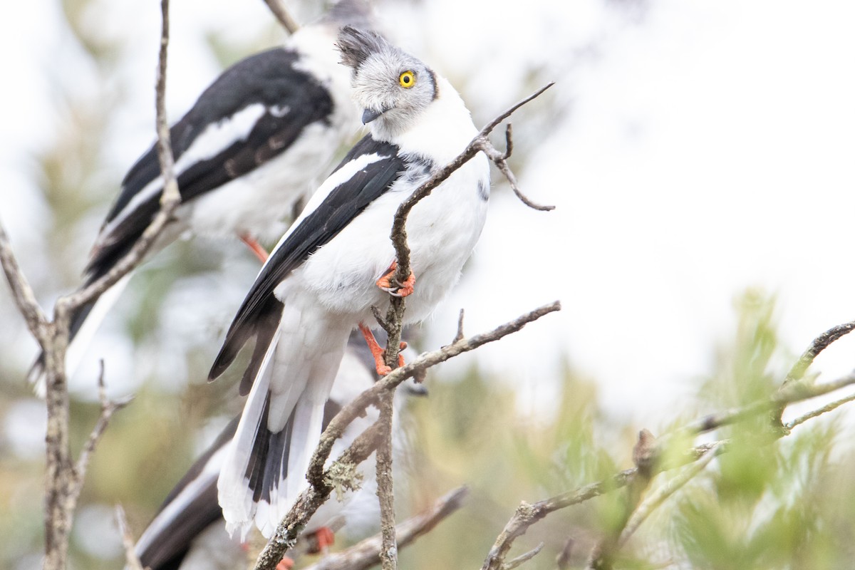 Gray-crested Helmetshrike - ML250585191