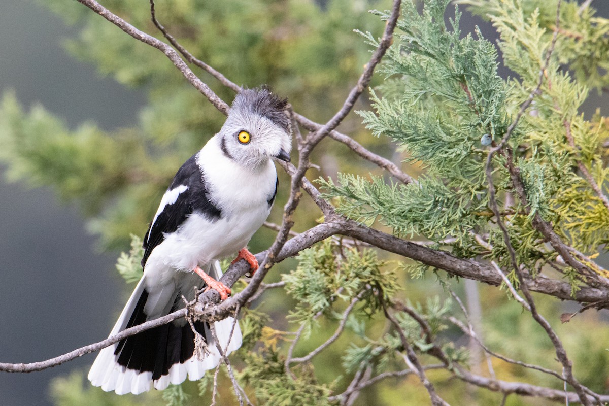 Gray-crested Helmetshrike - ML250585201