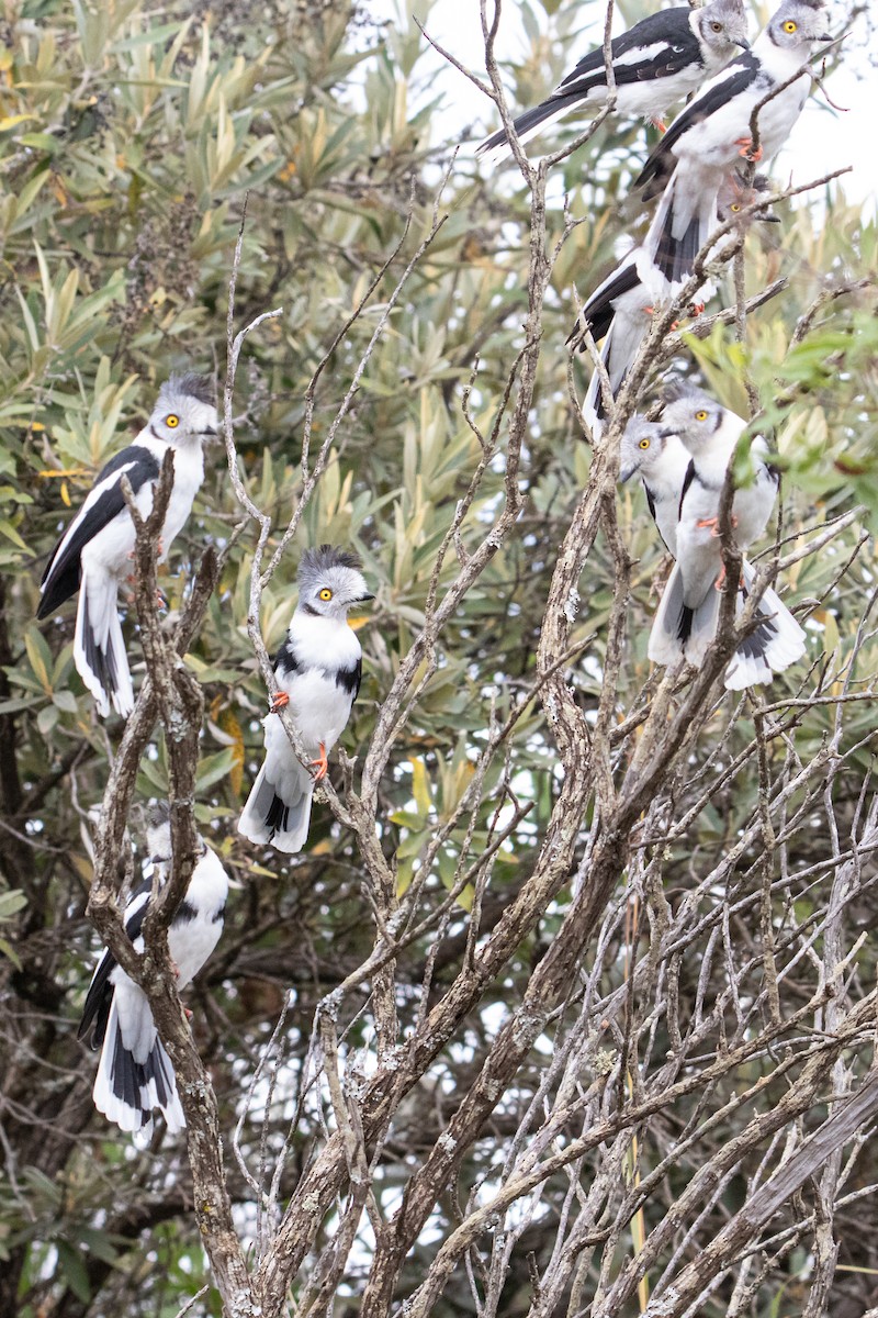Gray-crested Helmetshrike - Peter  Steward