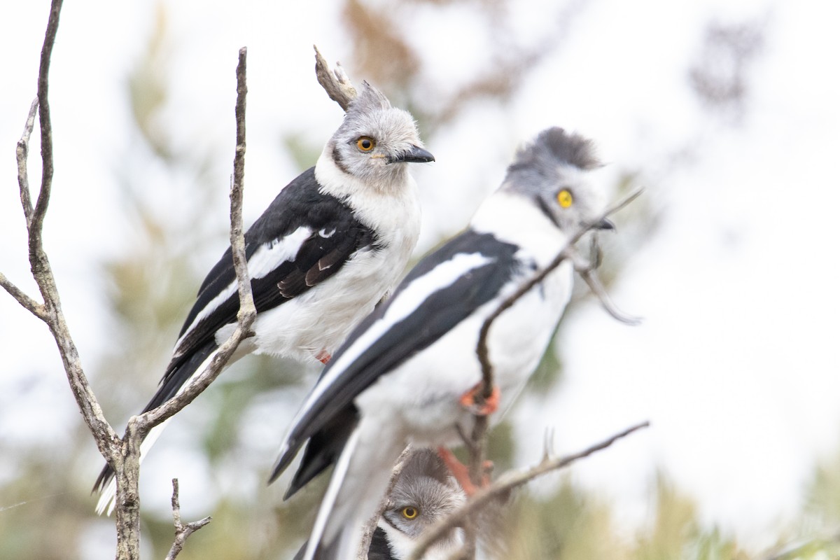 Gray-crested Helmetshrike - ML250585231