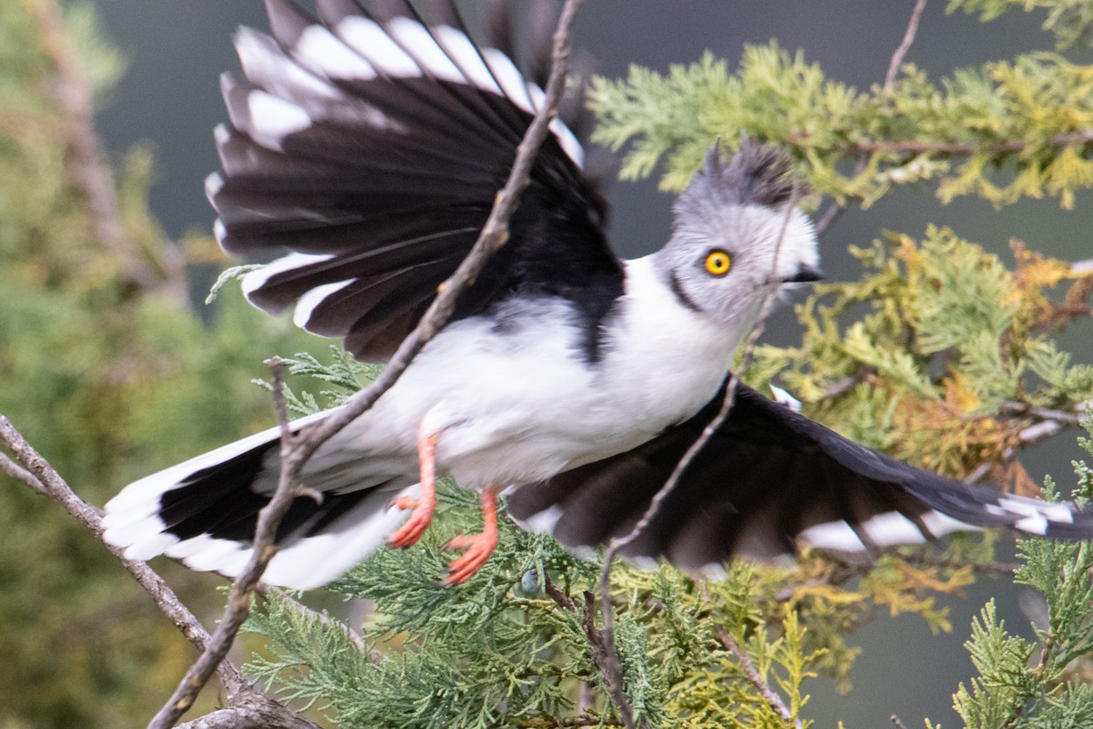 Gray-crested Helmetshrike - Peter  Steward