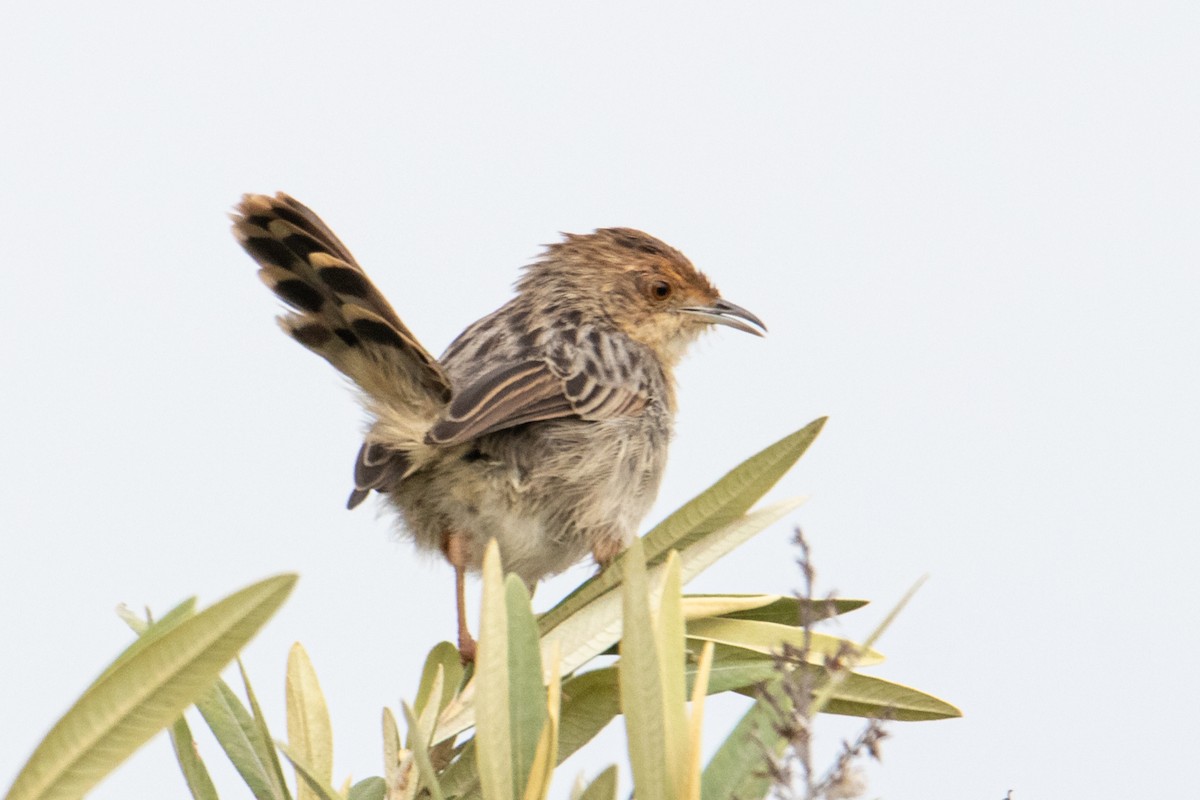 Karaca Sırtlı Yelpazekuyruk (distinctus) - ML250585261