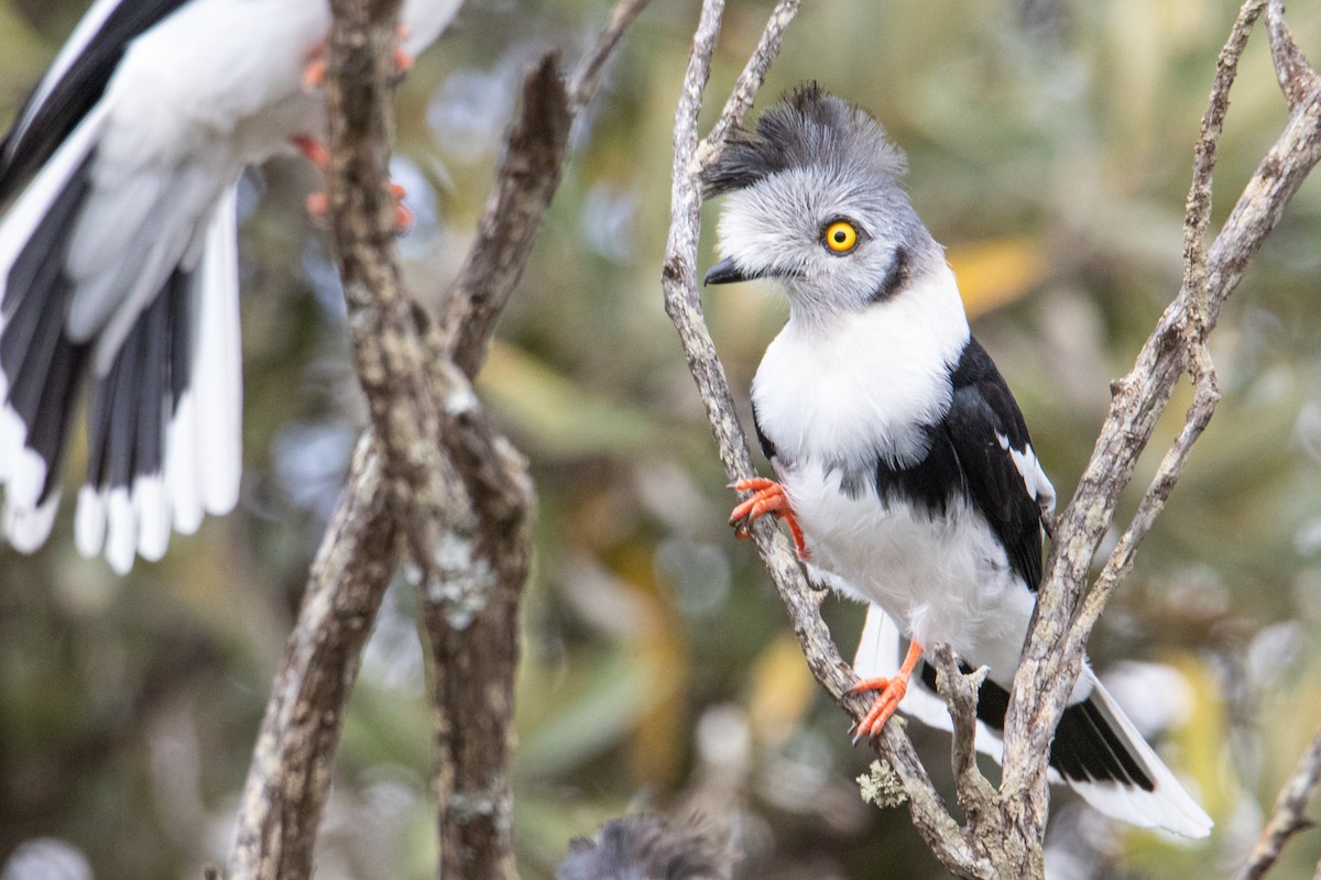 Gray-crested Helmetshrike - ML250585271