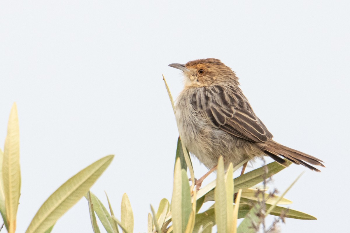 Lynes's Cisticola - Peter  Steward