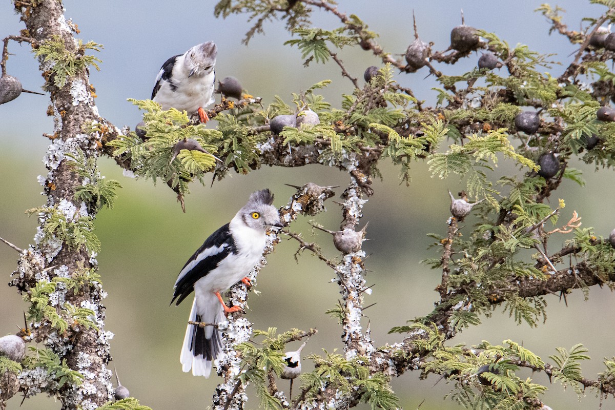 Gray-crested Helmetshrike - Peter  Steward