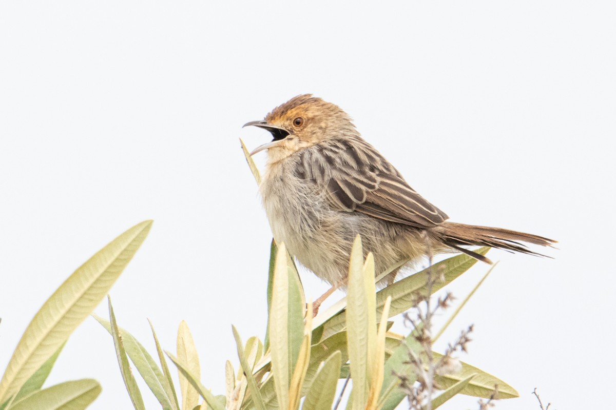 Wailing Cisticola (Lynes's) - ML250585301